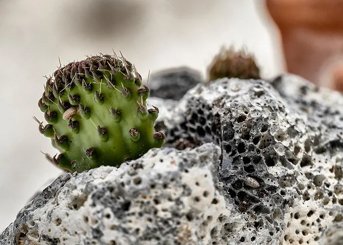 Apartment Mythos Traditional Stonehouse *